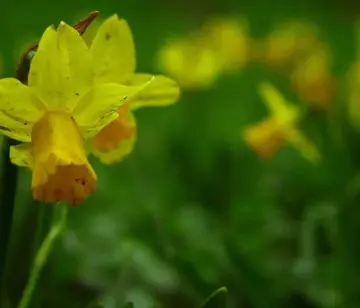 Біологи сумніваються в природному походженні кукурудзи