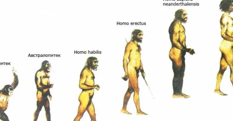 Хто такий Homo habilis?