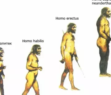 Хто такий Homo habilis?