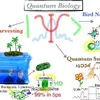 Дослідження в галузі квантової біології сприяють появі нових біотехнологій