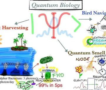 Дослідження в галузі квантової біології сприяють появі нових біотехнологій
