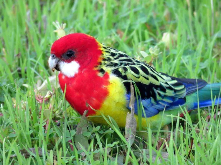 Птахи швидко адаптуються