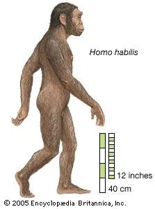 Homo habilis