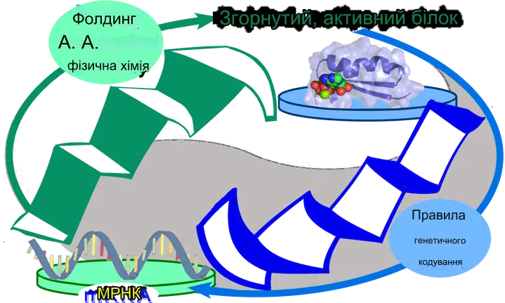 Трансляція генів aaRS