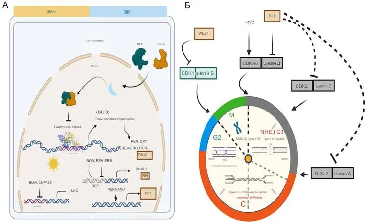 Молекулярні зв'язки між циркадним ритмом та шляхами підтримки геному