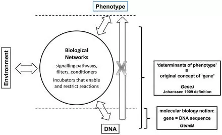 Відносини між генами та навколишнім середовищем