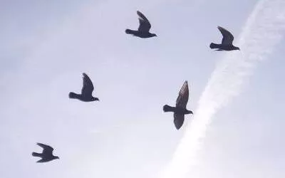 Птахи відчувають магнітне поле