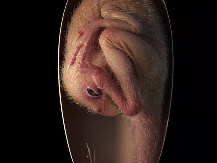 Малюк Інлян - найбільш відомий ембріон динозавра