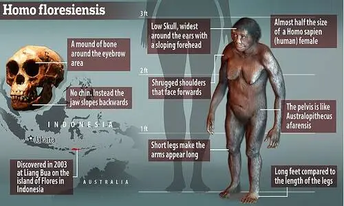 Homo floresiensis. Антропологічні дані