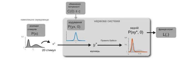 Як працює наш мозок