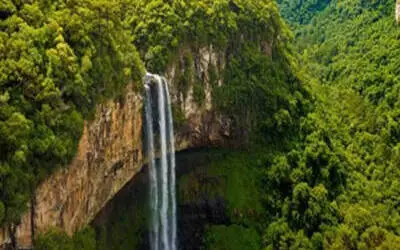 Дослідження еволюції рослин роду Viburnum від Yale University: повторювані патерни листя в Неотропіках (Nature Ecology & Evolution)