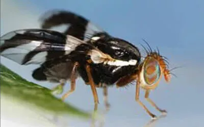 Дослідження еволюції Rhagoletis pomonella: зміни в мозку та нейромодуляторах від NCBS Bengaluru (авторитетне джерело з Nature Communications)