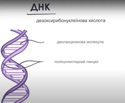 Структура ДНК