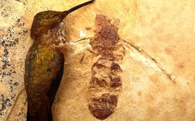 Скам'янілість Titanomyrma з Прінстона, Британська Колумбія: перша знахідка гігантської мурахи в Канаді, ~50 млн років (The Canadian Entomologist)