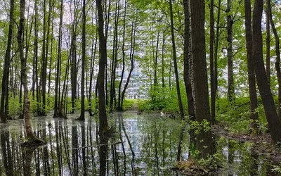 Ліс. Звичайні кліматичні умови