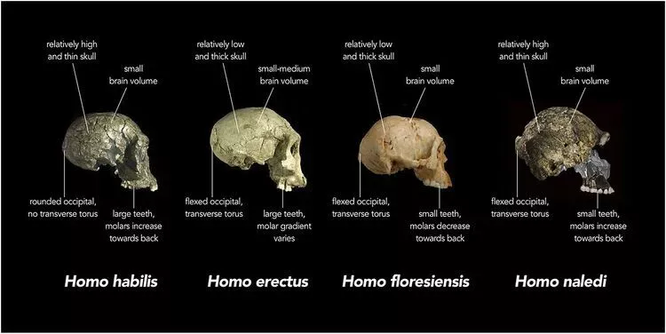 Скам'янілості Homo naledi з камери Діналеді, досліджені командою Marina Elliott з Університету Вітватерсранда (Natural History Museum, Лондон), фото: Chris Stringer