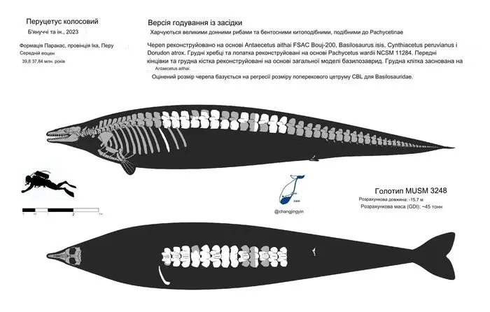 Perucetus