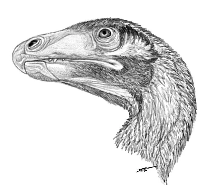 Venetoraptor