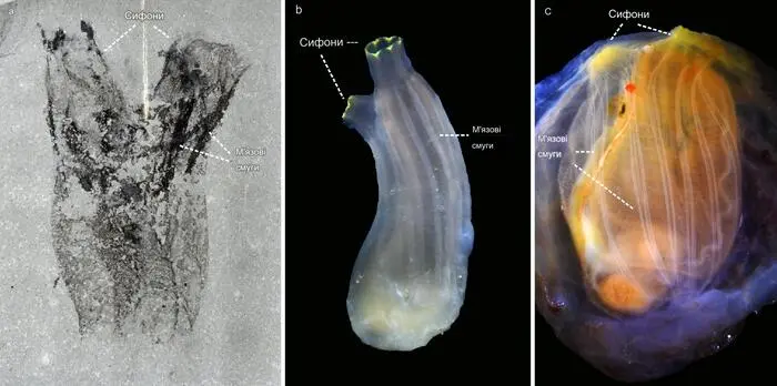 Megasiphon thylakos