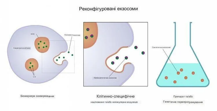 Екзосоми пропонують величезний потенціал як основу для виявлення та лікування захворювань