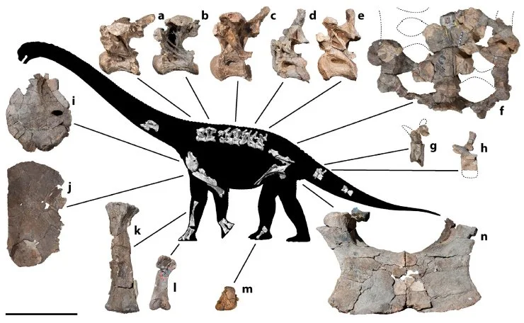 Savannasaurus elliottorum