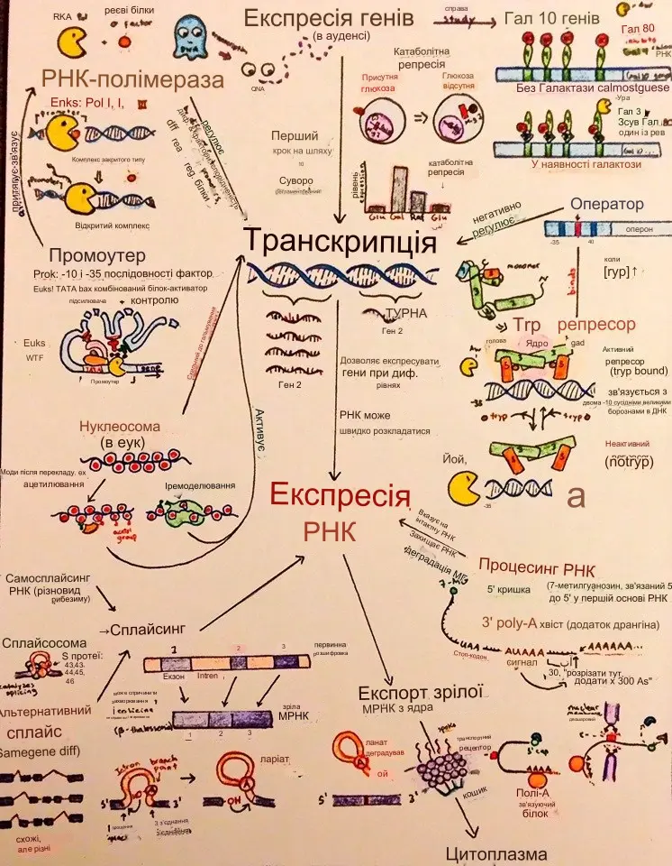 Як працюють гени. Неодарвінізм